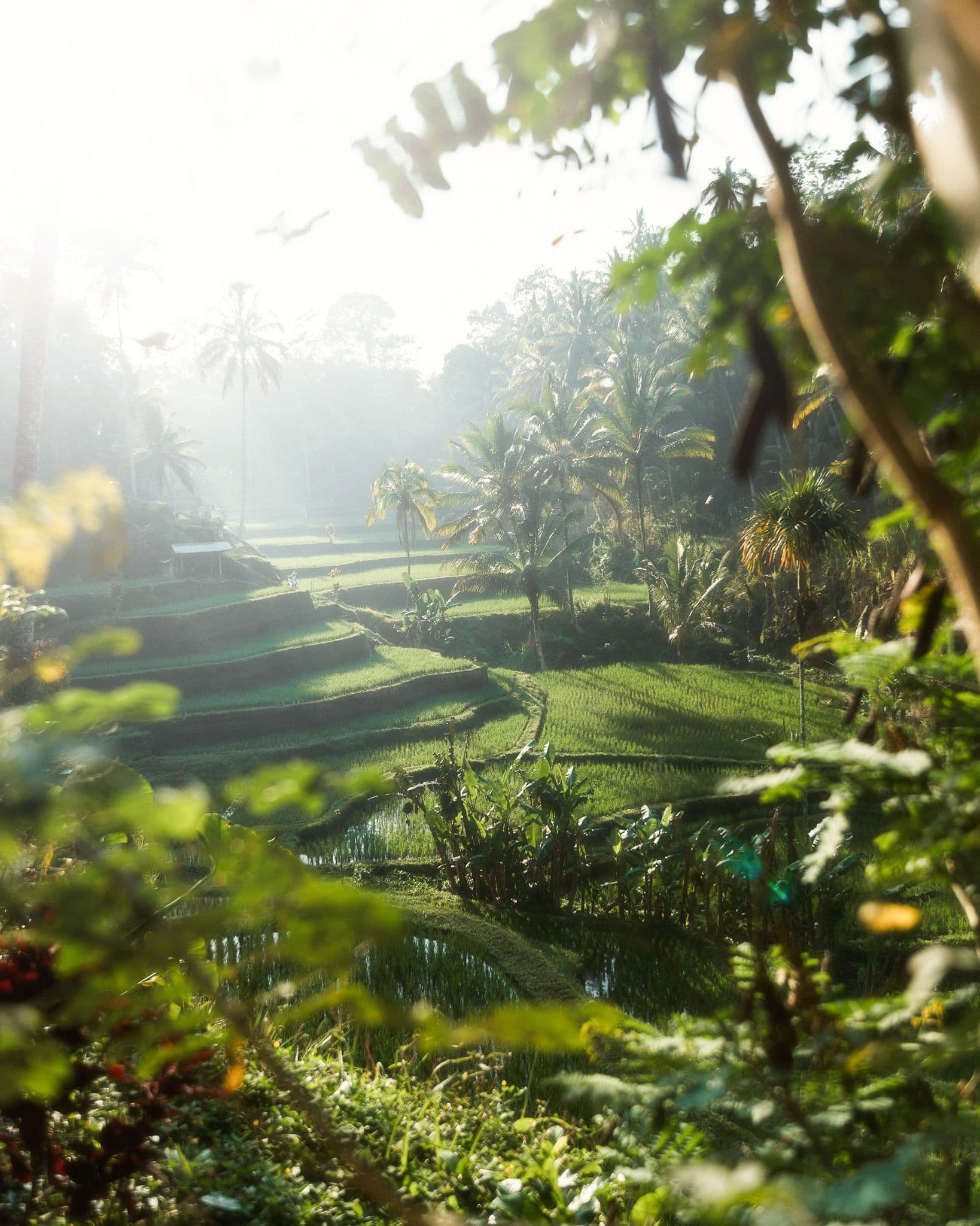 How Do Bali Luxury Villas Outperform Hotels for a Premier Island Getaway? - Bali Luxury Management